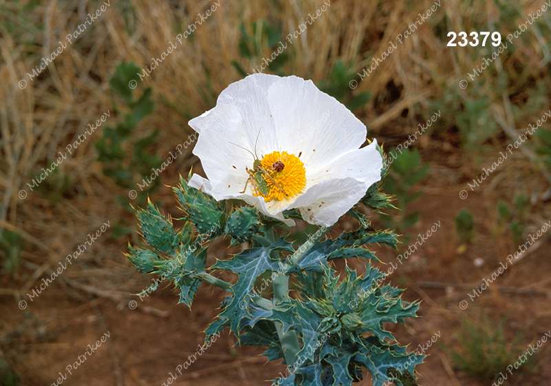 White Prickly-poppy (Argemone polyanthemos)